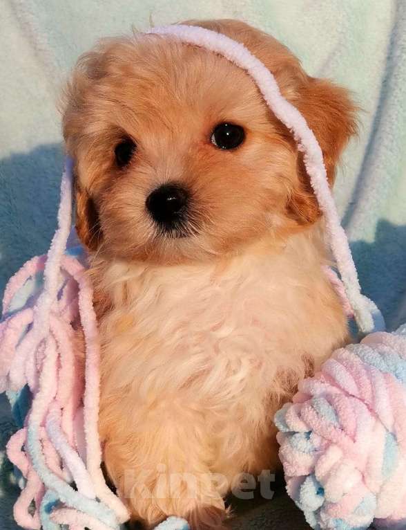 Собаки в Москве: Игрушечнные, милейшие мальтипушки разного возраста. Мальчик, 50 000 руб. - фото 3