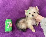 Собаки в Москве: Микро йорк золотая девочка ласковая Девочка, 65 000 руб. - фото 10
