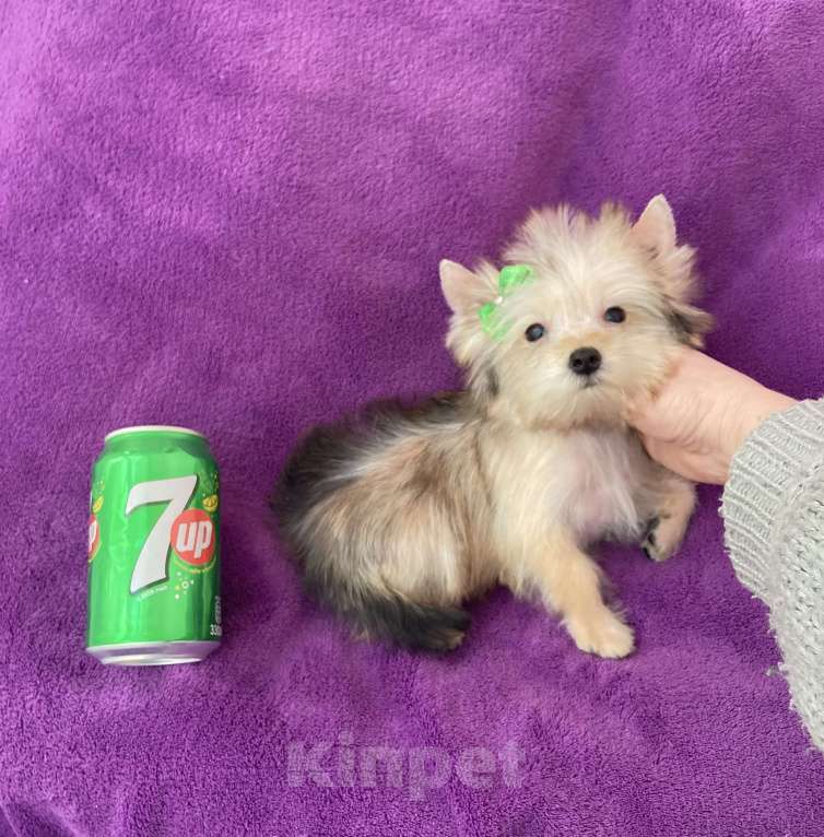 Собаки в Москве: Микро йорк золотая девочка ласковая Девочка, 65 000 руб. - фото 10