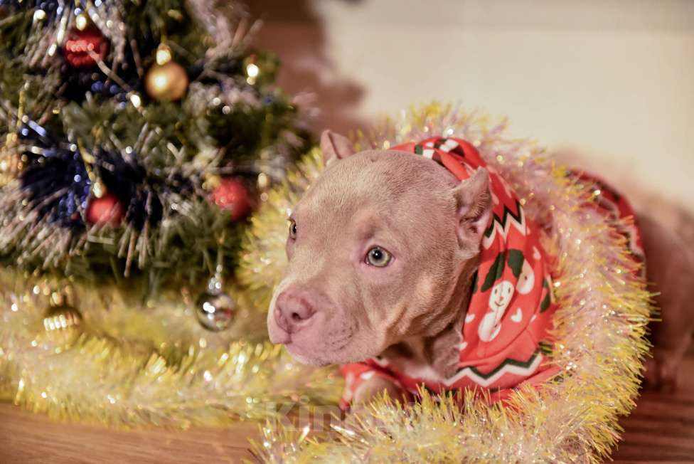 Собаки в Мурином: Буся Девочка, 100 000 руб. - фото 1