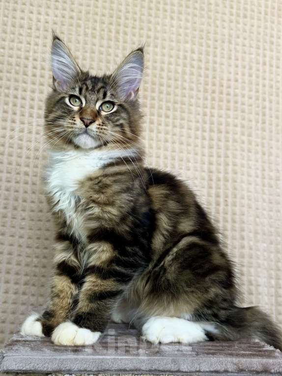 Кошки в Дедовске: Яркий мрамор кот Мальчик, 50 000 руб. - фото 1