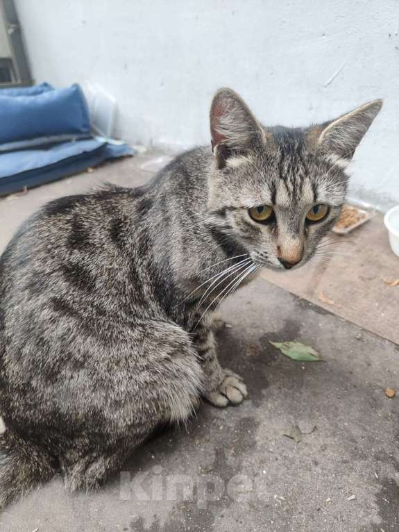 Кошки в Москве: Я самый грустный котик на свете Мальчик, Бесплатно - фото 1
