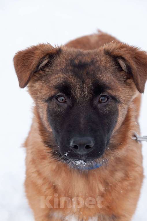 Собаки в Ногинске: Тэйси — ваш персональный солнечный лучик!  Девочка, Бесплатно - фото 1