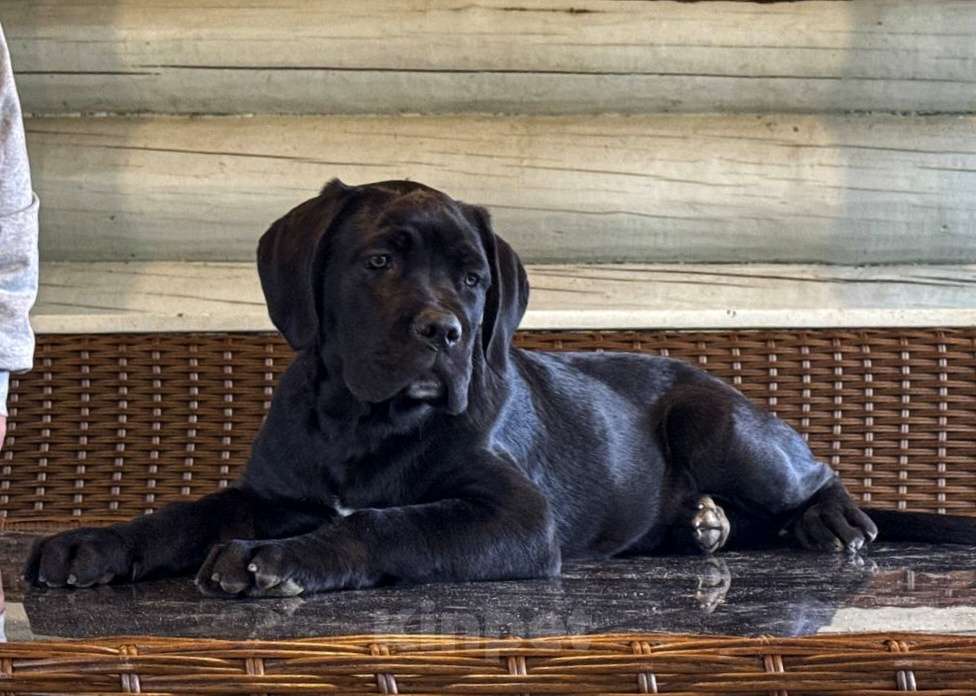 Собаки в других городах Московской области: Щенок Кане Корсо девочка от элитных производителей РКФ Девочка, 50 000 руб. - фото 3
