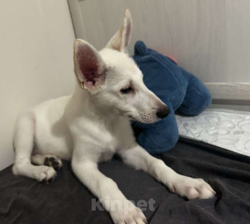 Собаки в Серпухове: Щенок БШО гладкошерстный Мальчик, 1 000 руб. - фото 3