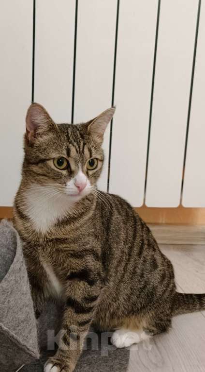 Кошки в Москве: Кошечка ищет семью Девочка, 10 руб. - фото 10