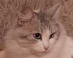 Кошки в Калуге: Кошечка Девочка, Бесплатно - фото 1