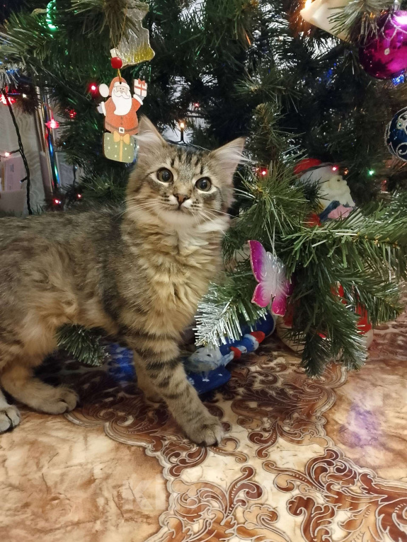 Кошки в Тамбове: Мотя ищет хозяина Мальчик, Бесплатно - фото 2