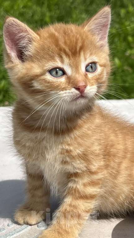 Кошки в Москве: Меланж Мальчик, 500 руб. - фото 2