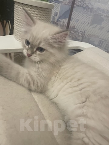 Кошки в Москве: Котик 3 мес Мальчик, Бесплатно - фото 2