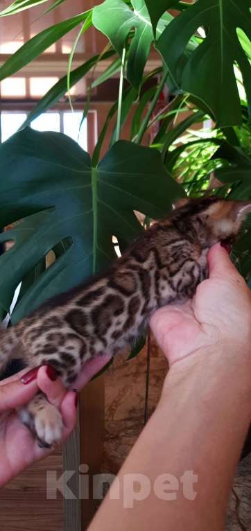 Кошки в Москве: Бенгальская девочка  Девочка, 60 000 руб. - фото 3