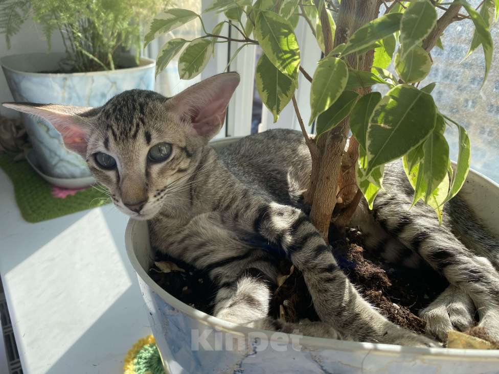 Кошки в других городах Московской области: Ориентальные котята экстрим с документами Мальчик, Бесплатно - фото 5