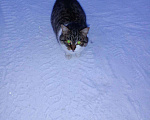 Кошки в Серафиме: Шотландская прямоухая кошка. Стерилизована., Бесплатно - фото 2