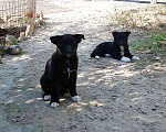 Собаки в Коломне: Чёрные, с белыми гольфами, фартуками и кончиком хвоста Девочка, Бесплатно - фото 1
