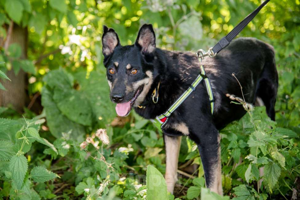 Собаки в Москве: Чуткий и внимательный Фредди Мальчик, Бесплатно - фото 6