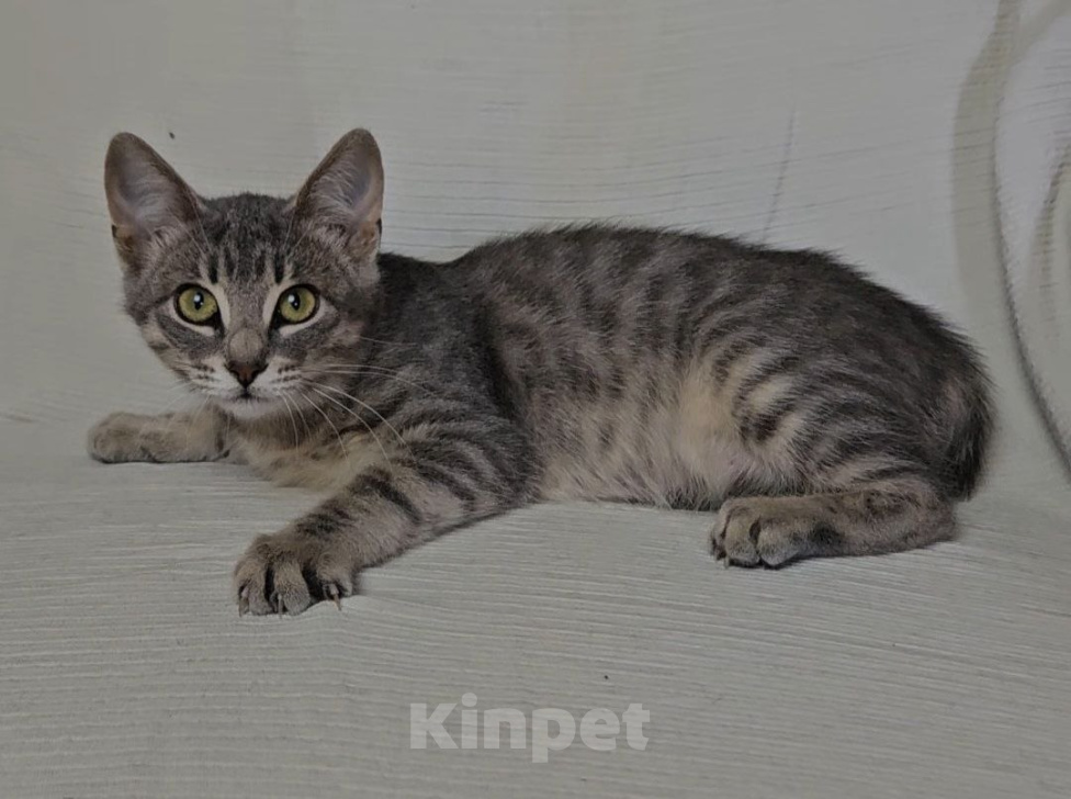 Кошки в Москве: Котенок Адель ищет дом Девочка, Бесплатно - фото 9