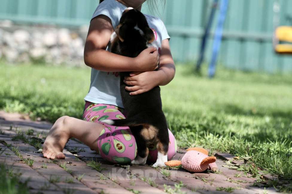 Собаки в Москве: Вельш корги кардиган-девочка Девочка, 50 000 руб. - фото 7