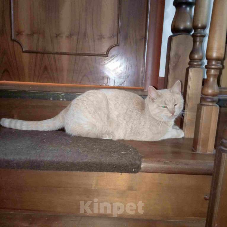 Кошки в Москве: Рыжий вежливый и тактичный кот Стив в добрые руки Мальчик, Бесплатно - фото 7