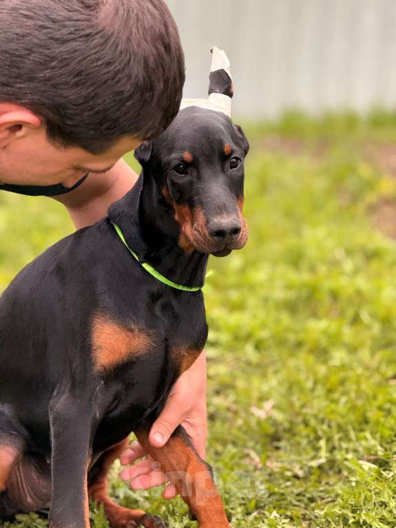 Собаки в Москве: щенок добермана Девочка, 80 000 руб. - фото 2