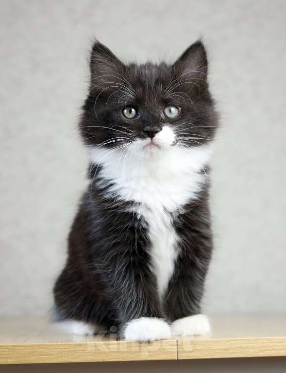 Кошки в Новосибирске: Сибирский котенок Мальчик, 90 000 руб. - фото 1