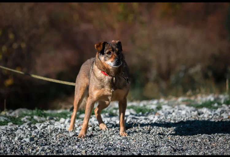 Собаки в других городах Краснодарского края: Урса из приюта Поводог Сочи (отправим в любой город) Девочка, Бесплатно - фото 7