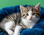 Кошки в Санкт-Петербурге: Котёнок девочка 2 мес. Девочка, Бесплатно - фото 2