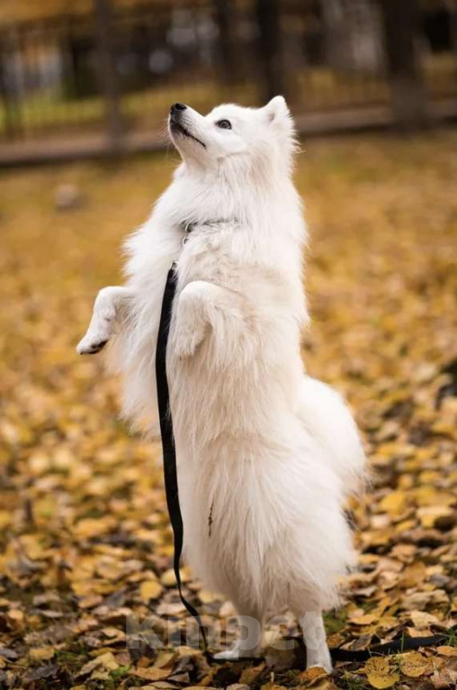 Собаки в Нижневартовске: Японский шпиц 5 лет Мальчик, Бесплатно - фото 2