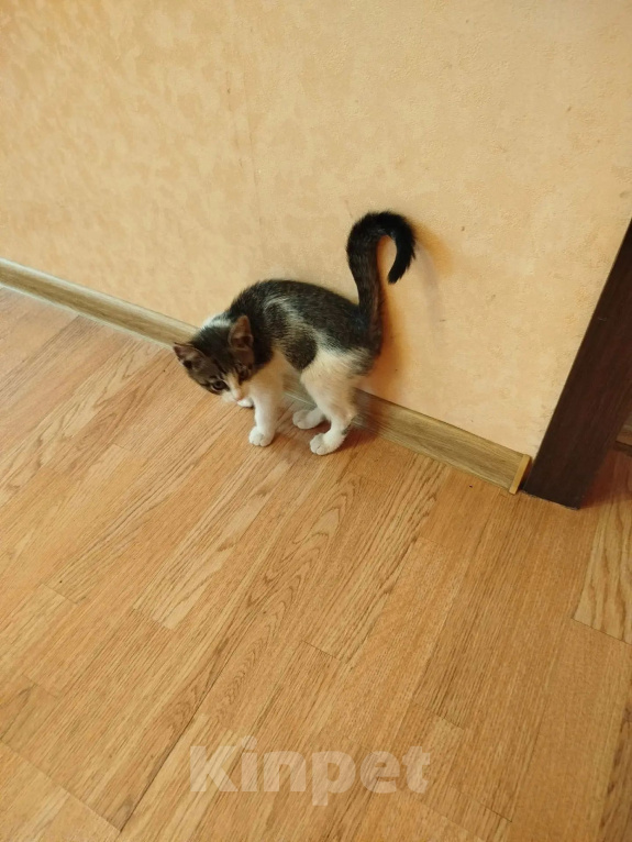 Кошки в Великом Луке: Котёнок в добрые руки Девочка, Бесплатно - фото 2