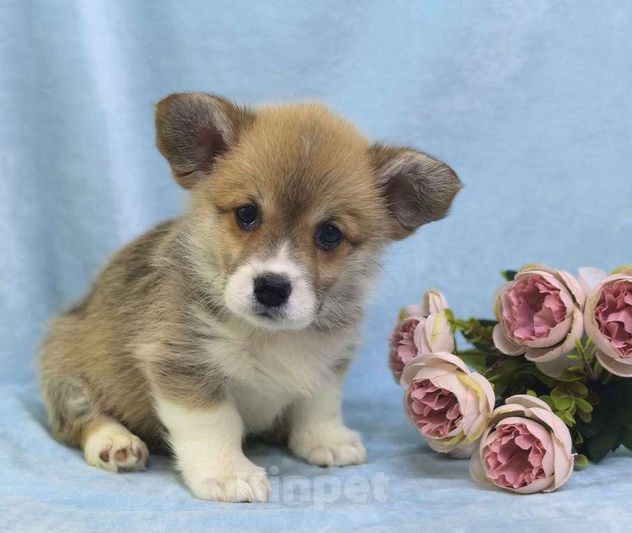 Собаки в Москве: Девочка вельш корги пемброк Куцехвостая Девочка, 60 000 руб. - фото 4