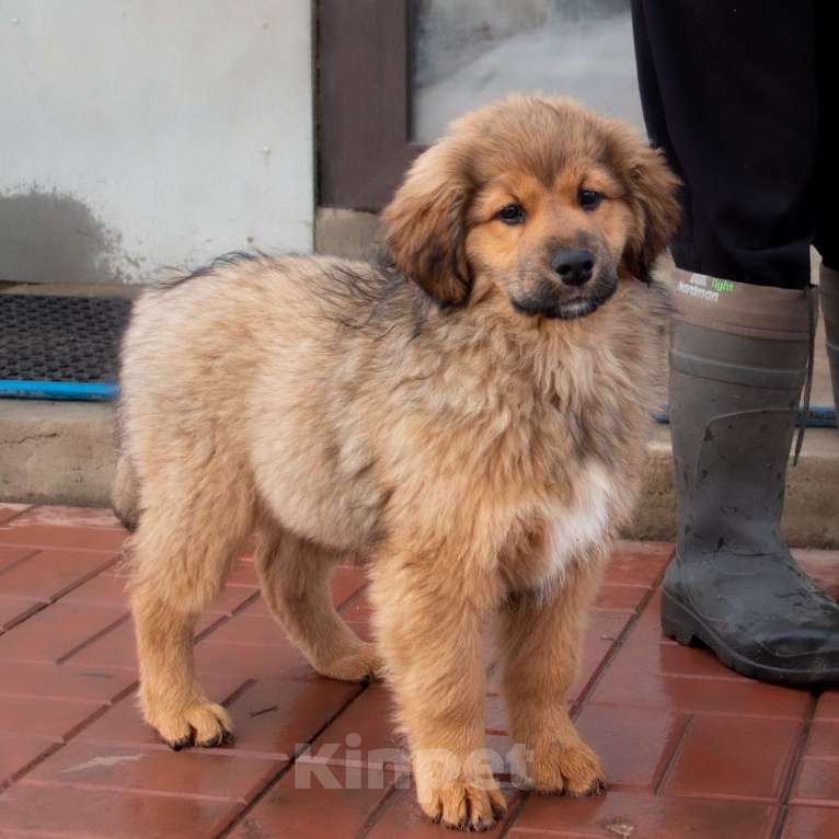 Собаки в Москве: Байра Девочка, Бесплатно - фото 4