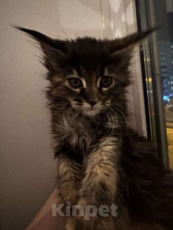 Кошки в Комсомольске-На-Амуре: Котята Девочка, 23 000 руб. - фото 3