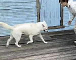 Собаки в Москве: Белый медведь Мишка, изумительный домашний пес в добрые руки Мальчик, 10 руб. - фото 8