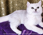 Кошки в Москве: Британские короткошёрстные котята Девочка, Бесплатно - фото 7