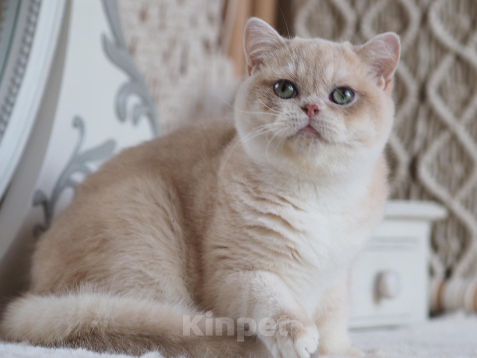 Кошки в Владивостоке: Британская кошечка Девочка, 50 000 руб. - фото 10