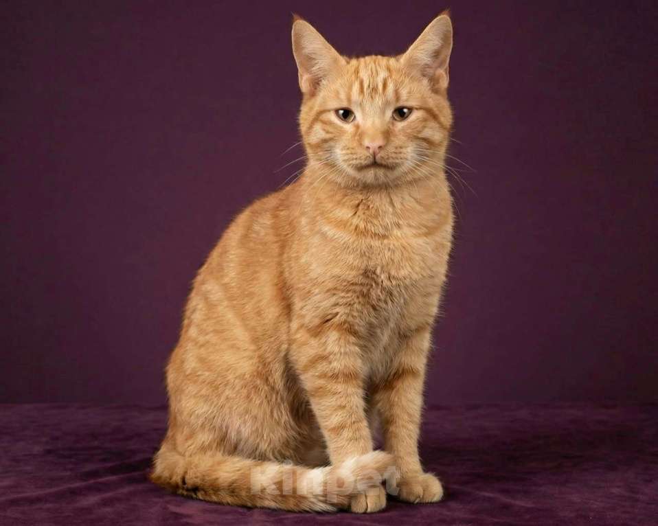 Кошки в Москве: Рыжий котик в добрые руки Мальчик, Бесплатно - фото 1