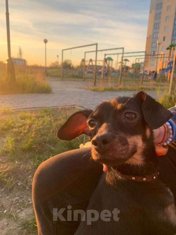 Собаки в Салехарде: В добрые руки Девочка, Бесплатно - фото 2