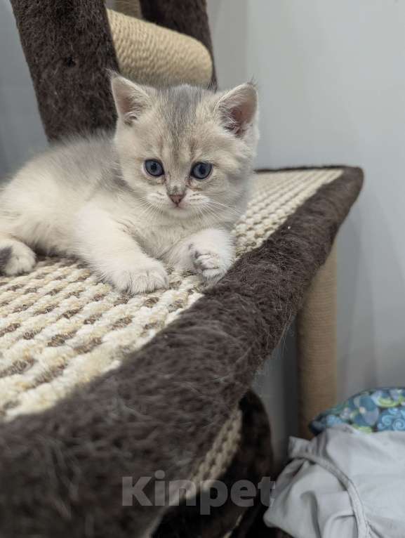 Кошки в Подольске: Британские котята Разнополые, 20 000 руб. - фото 1