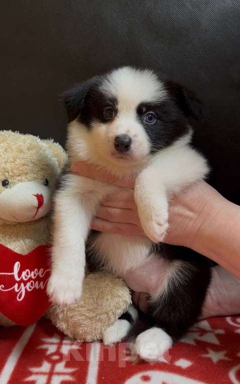 Собаки в других городах Московской области: Бордер колли очаровательная малышка Девочка, 70 000 руб. - фото 2