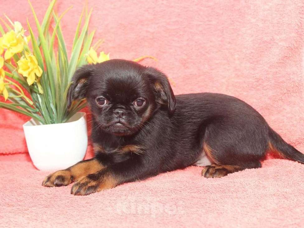 Собаки в Санкт-Петербурге: Шалунишка Мальчик, 80 000 руб. - фото 6