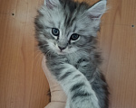 Кошки в Санкт-Петербурге: Котик Мальчик, 45 000 руб. - фото 4