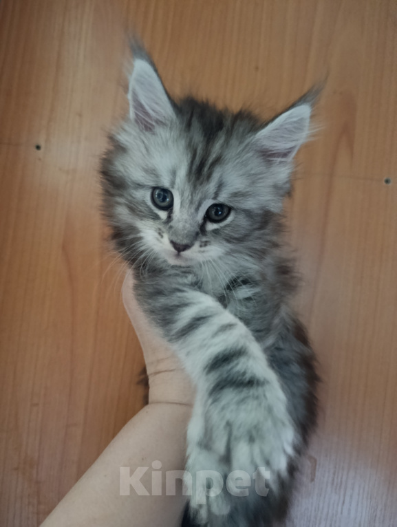 Кошки в Санкт-Петербурге: Котик Мальчик, 45 000 руб. - фото 4