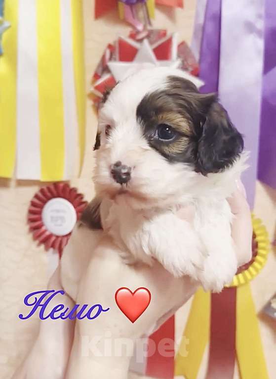 Собаки в Москве: Мальчик Хаванезик Мальчик, 120 000 руб. - фото 1