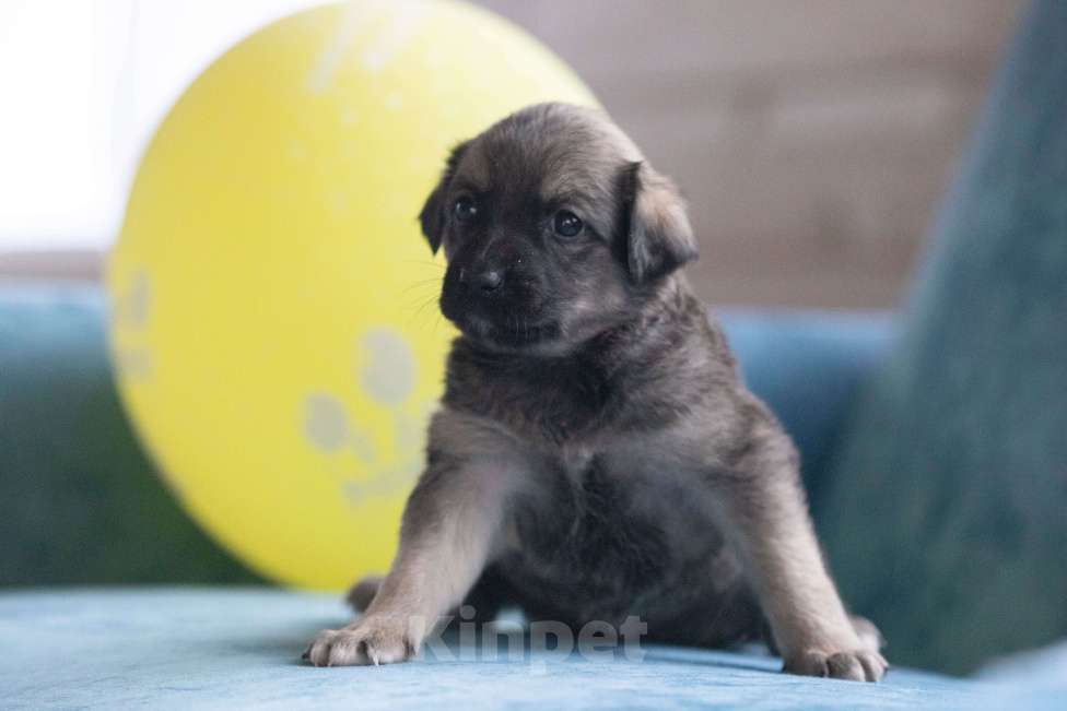 Собаки в Москве: Тиш ищет дом Мальчик, Бесплатно - фото 6