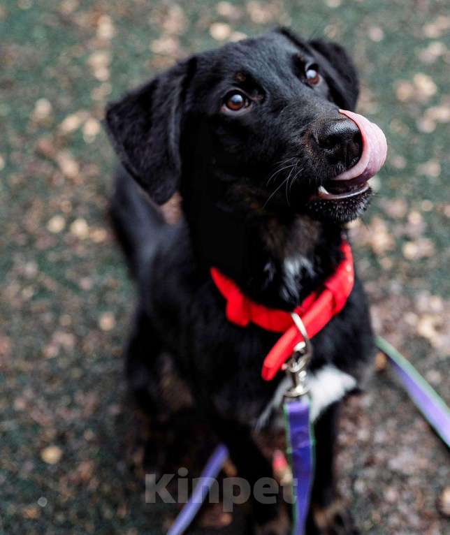 Собаки в Москве: Яша ищет маму Мальчик, Бесплатно - фото 1