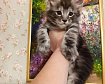 Кошки в Воронеже: Красивый мальчик, котенок Мейн кун Мальчик, 25 000 руб. - фото 4