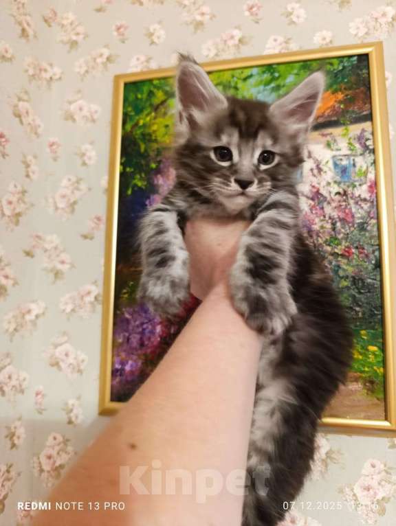 Кошки в Воронеже: Красивый мальчик, котенок Мейн кун Мальчик, 25 000 руб. - фото 4