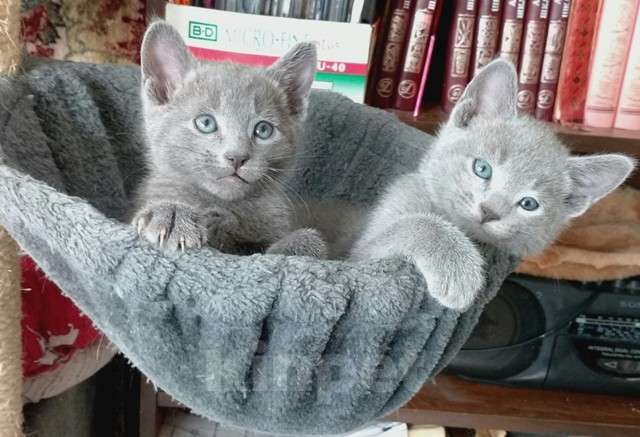 Кошки в Санкт-Петербурге: Русские голубые котята Девочка, 50 000 руб. - фото 10