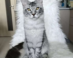 Кошки в Санкт-Петербурге: Котенок мейн-кун черный мрамор на серебре Девочка, 100 000 руб. - фото 8