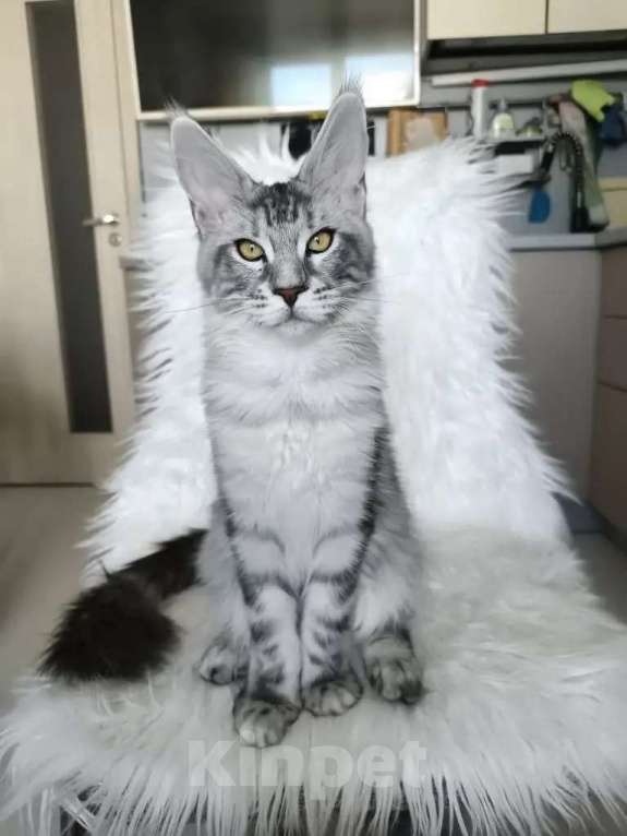 Кошки в Санкт-Петербурге: Котенок мейн-кун черный мрамор на серебре Девочка, 100 000 руб. - фото 8