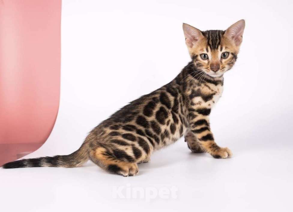 Кошки в Москве: Бенгальские котята  Мальчик, 25 000 руб. - фото 5